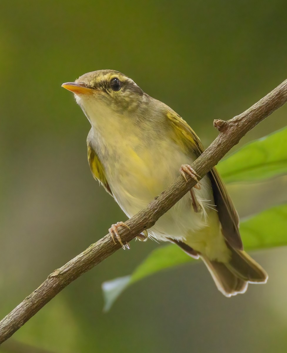 Eastern Crowned Warbler - ML642473211