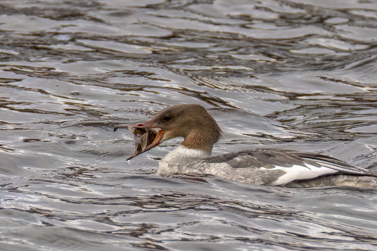 laksand (merganser/orientalis) - ML642473242