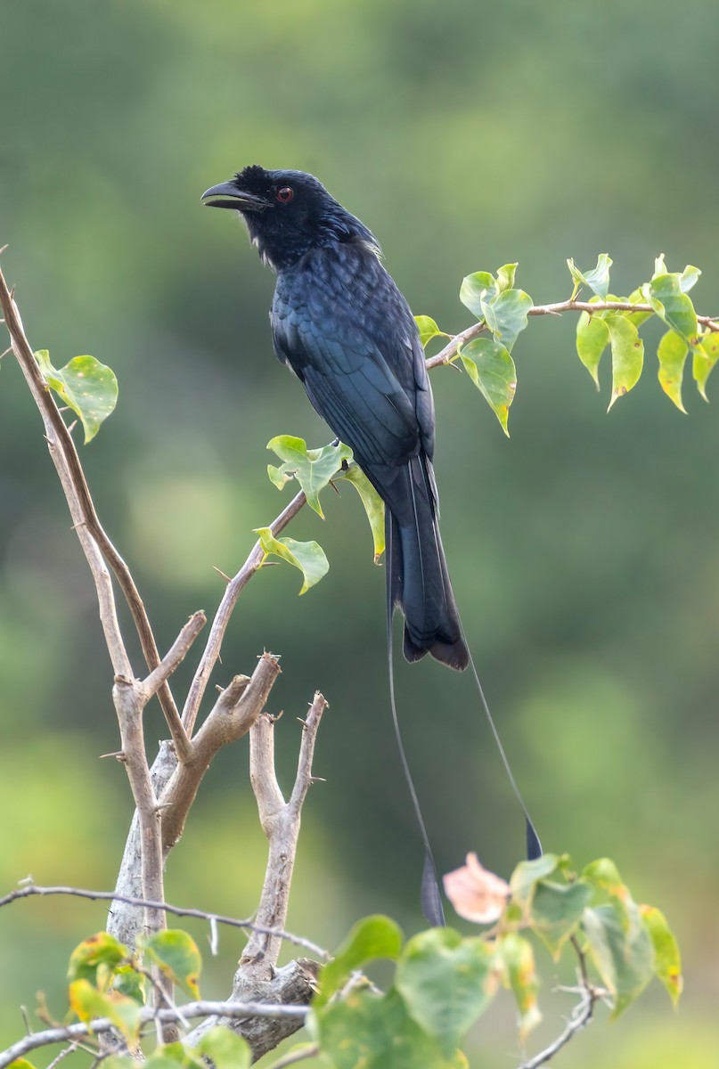 Greater Racket-tailed Drongo - ML642473257