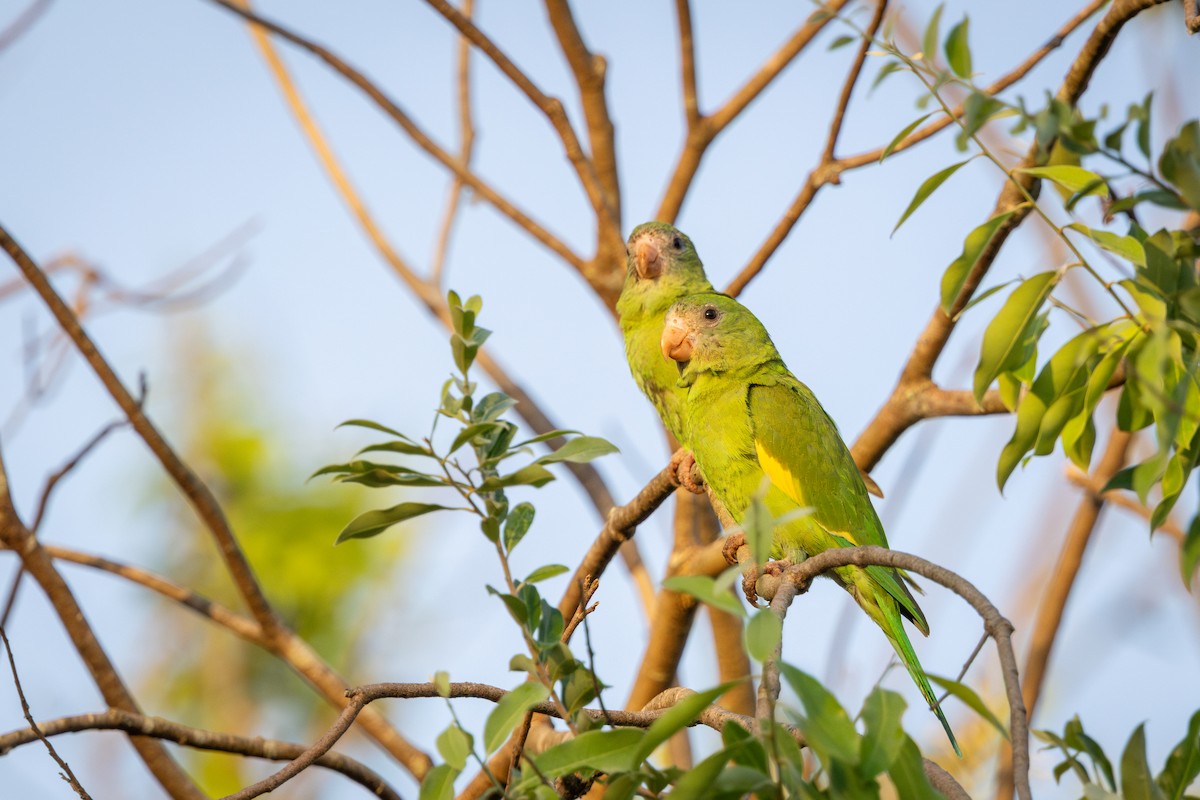 White-winged Parakeet - ML642473306