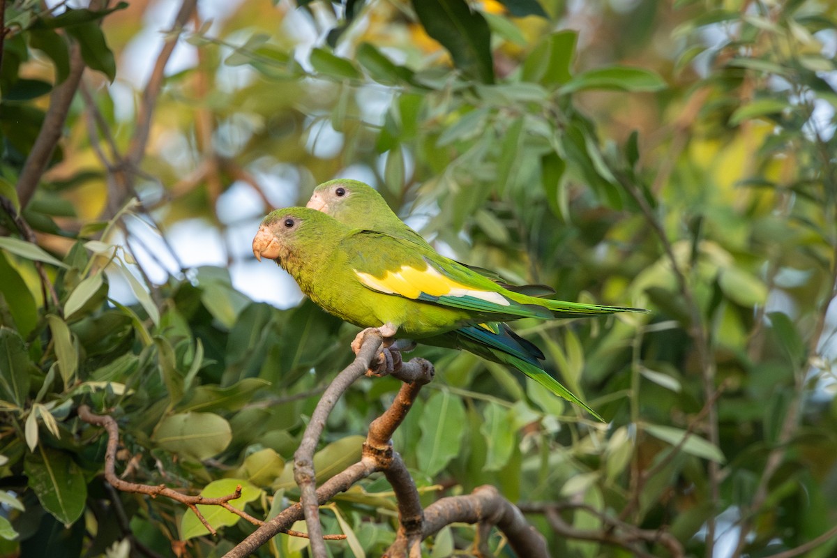 White-winged Parakeet - ML642473307