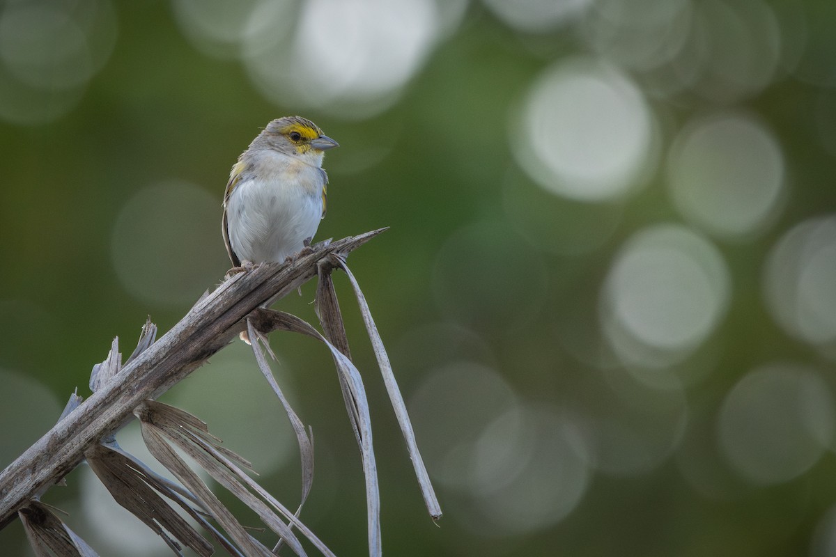 Yellow-browed Sparrow - ML642473323