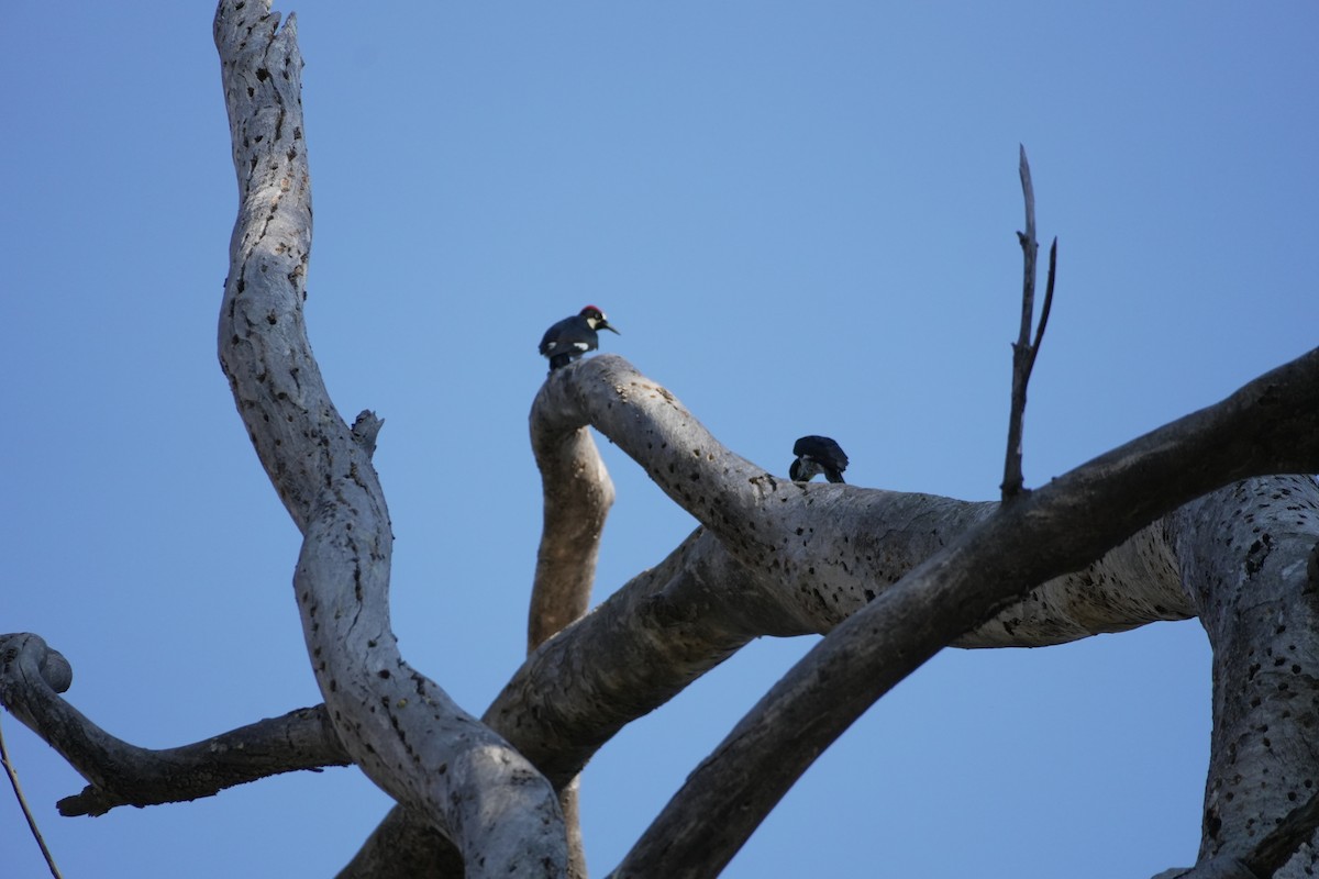 Acorn Woodpecker - ML642473337