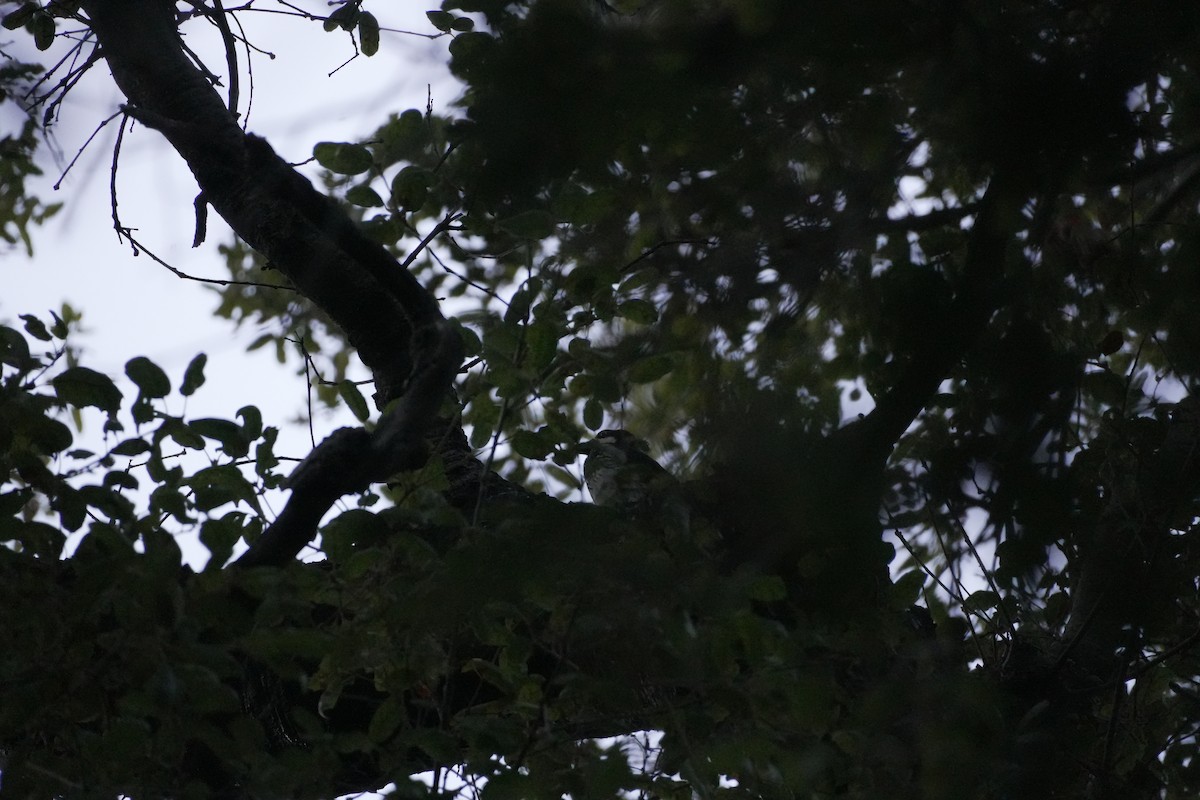 Acorn Woodpecker - ML642473338