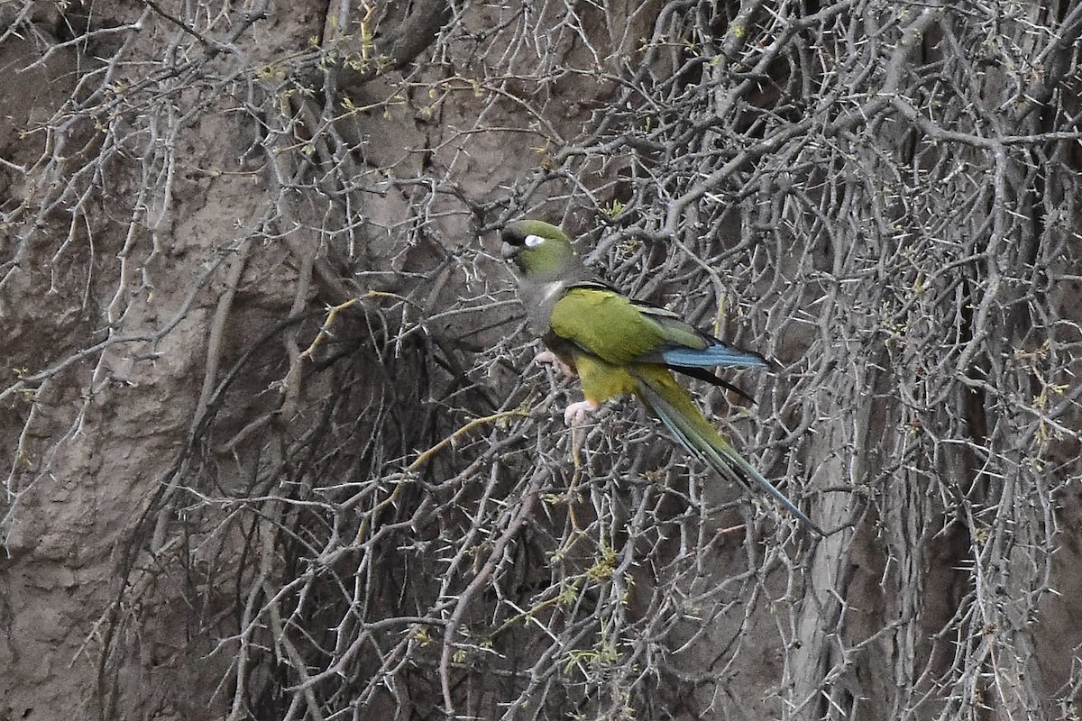 Burrowing Parakeet - ML642473353