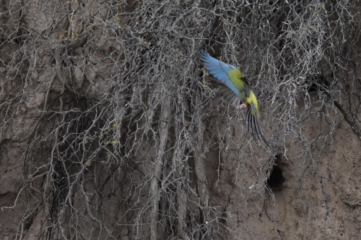 Burrowing Parakeet - ML642473354