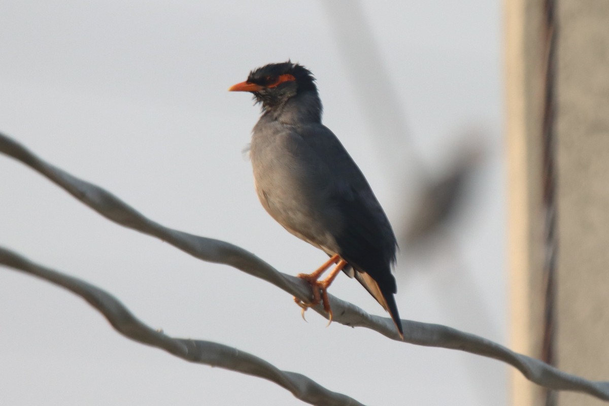 Bank Myna - ML642473381