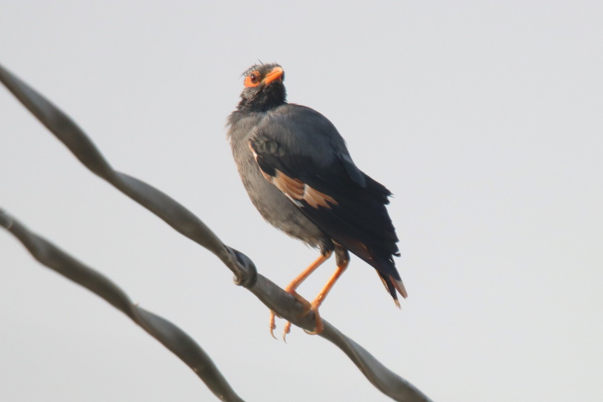 Bank Myna - ML642473382