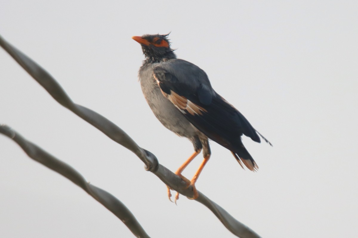 Bank Myna - ML642473383