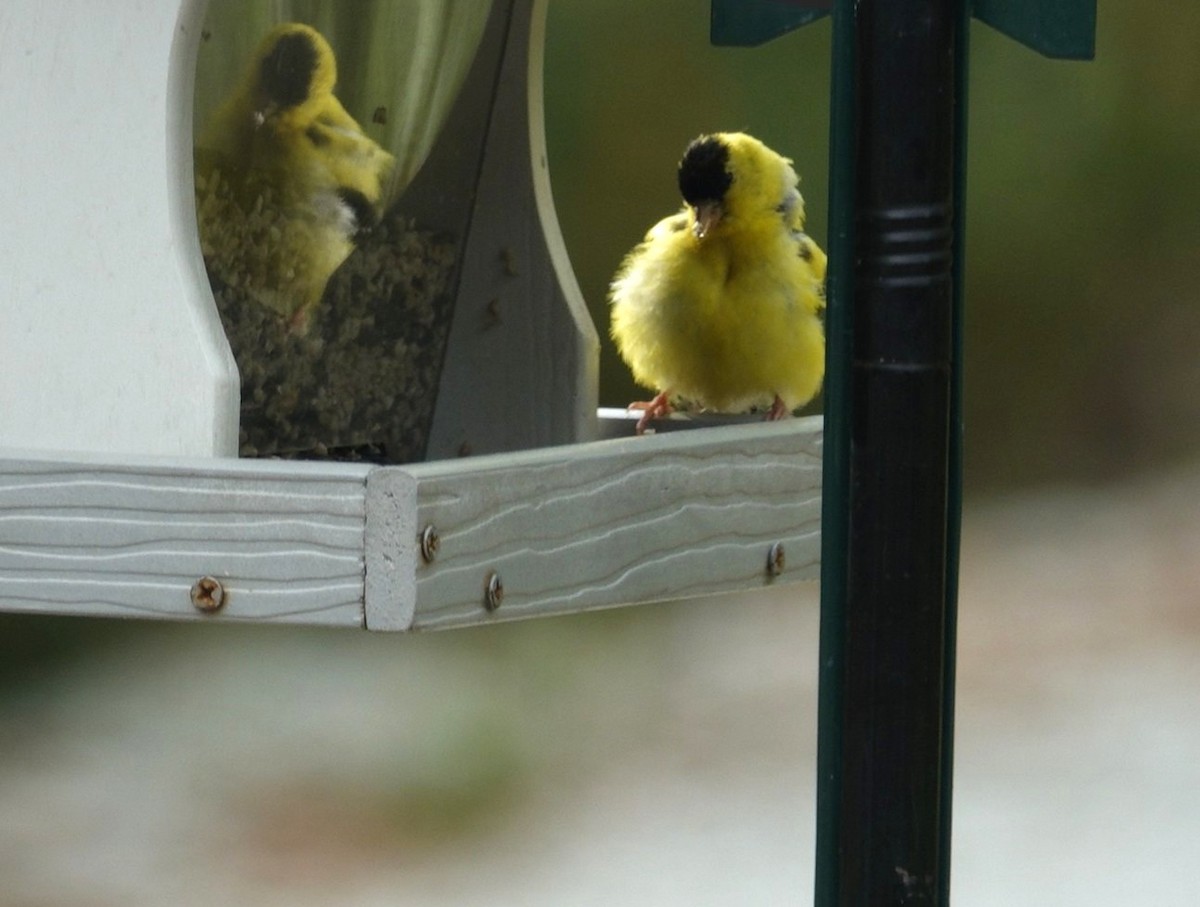 American Goldfinch - ML642473406