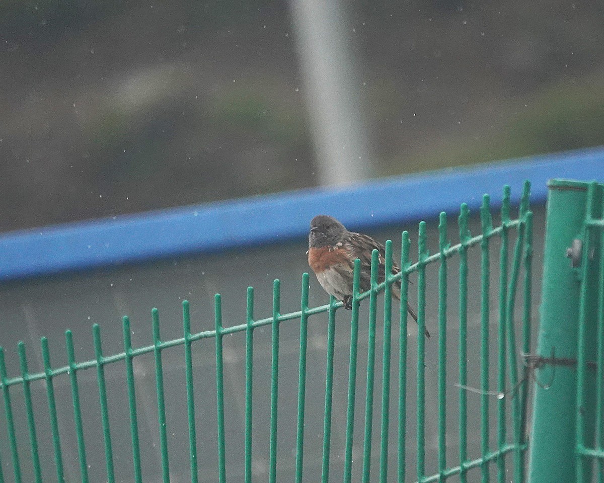 Robin Accentor - ML642473437