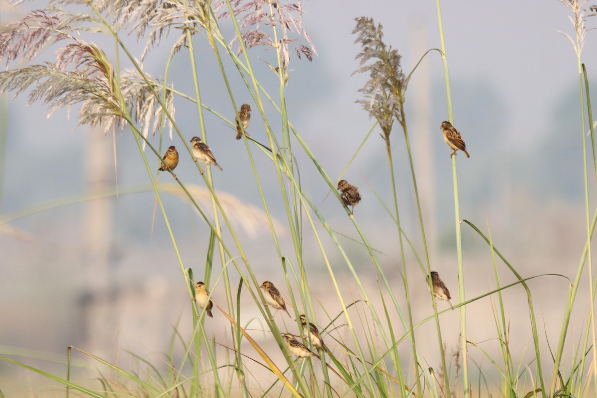 Black-breasted Weaver - ML642473477