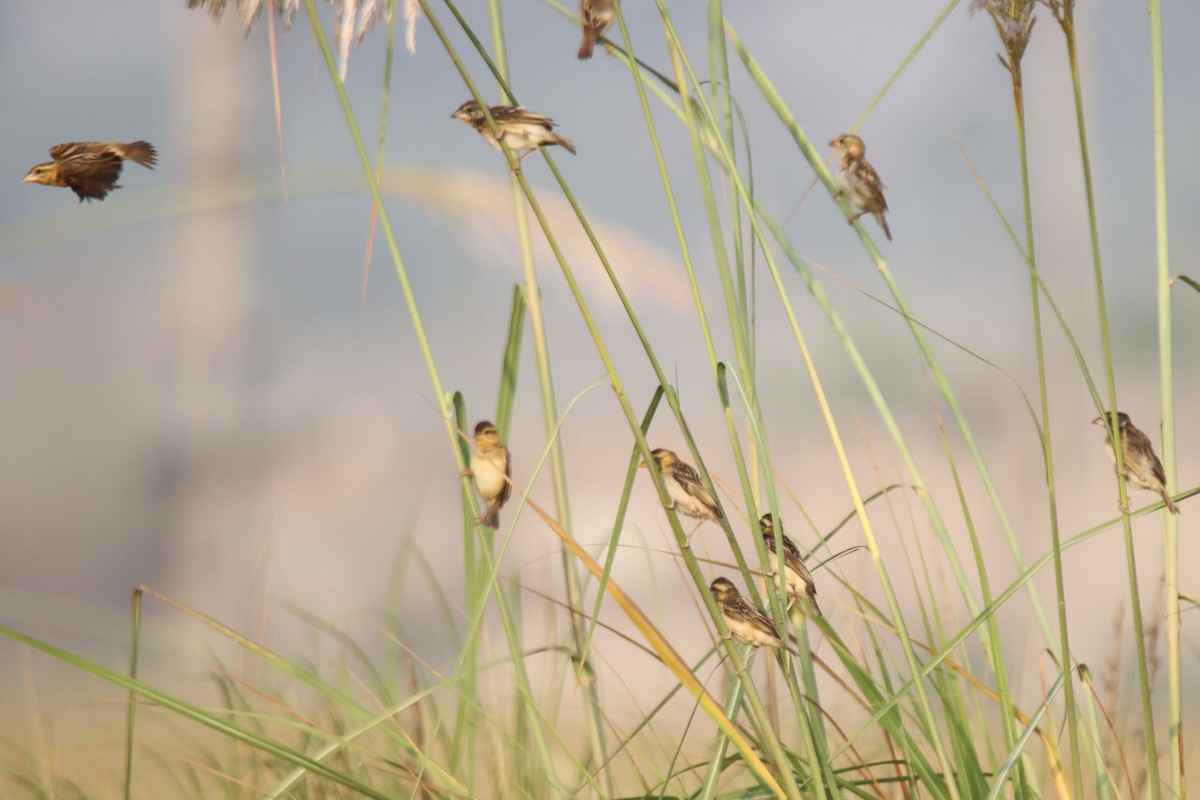 Black-breasted Weaver - ML642473480