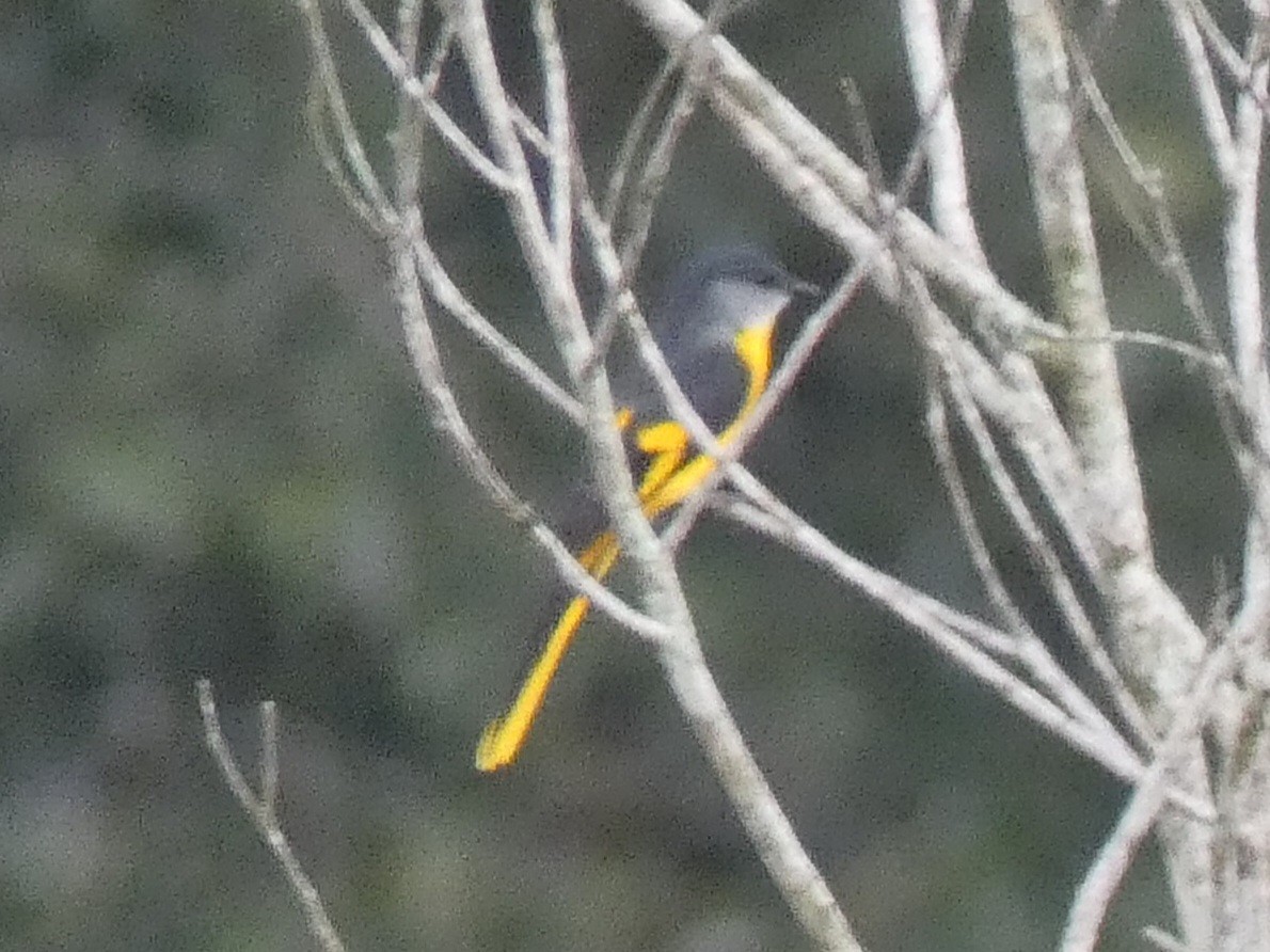 Gray-chinned Minivet - ML642473486