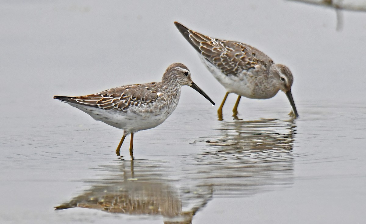 Stilt Sandpiper - ML642473506