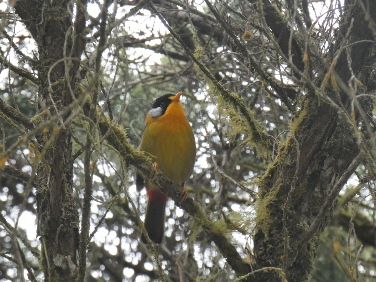 Silver-eared Mesia - ML642473515