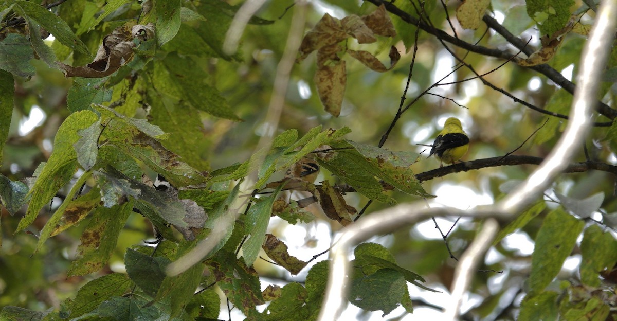 American Goldfinch - ML642473528