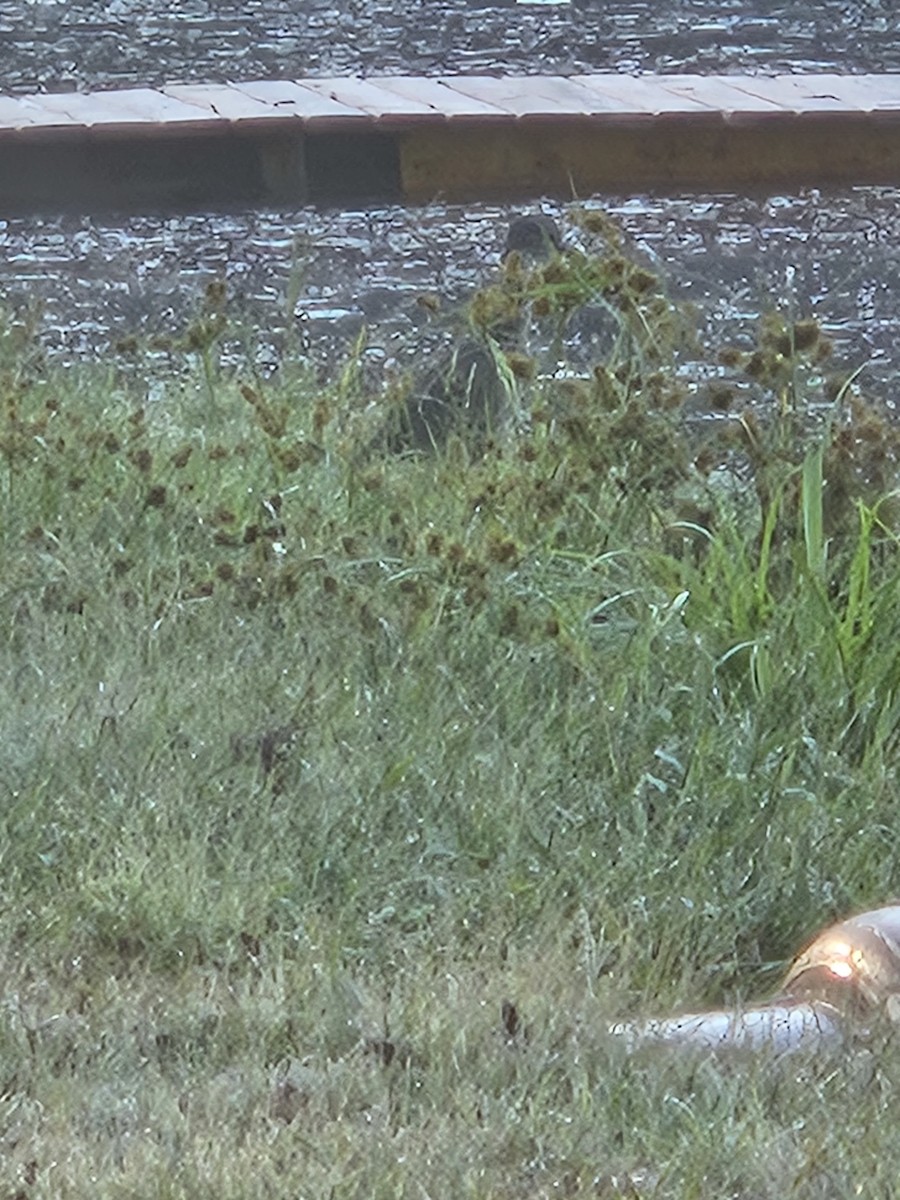 Yellow-crowned Night Heron - ML642473530