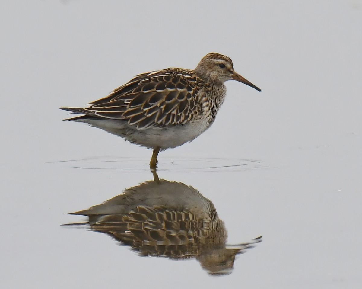 Pectoral Sandpiper - ML642473531