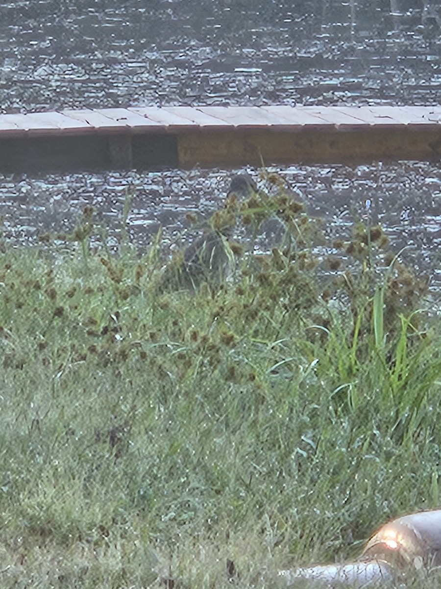Yellow-crowned Night Heron - ML642473532
