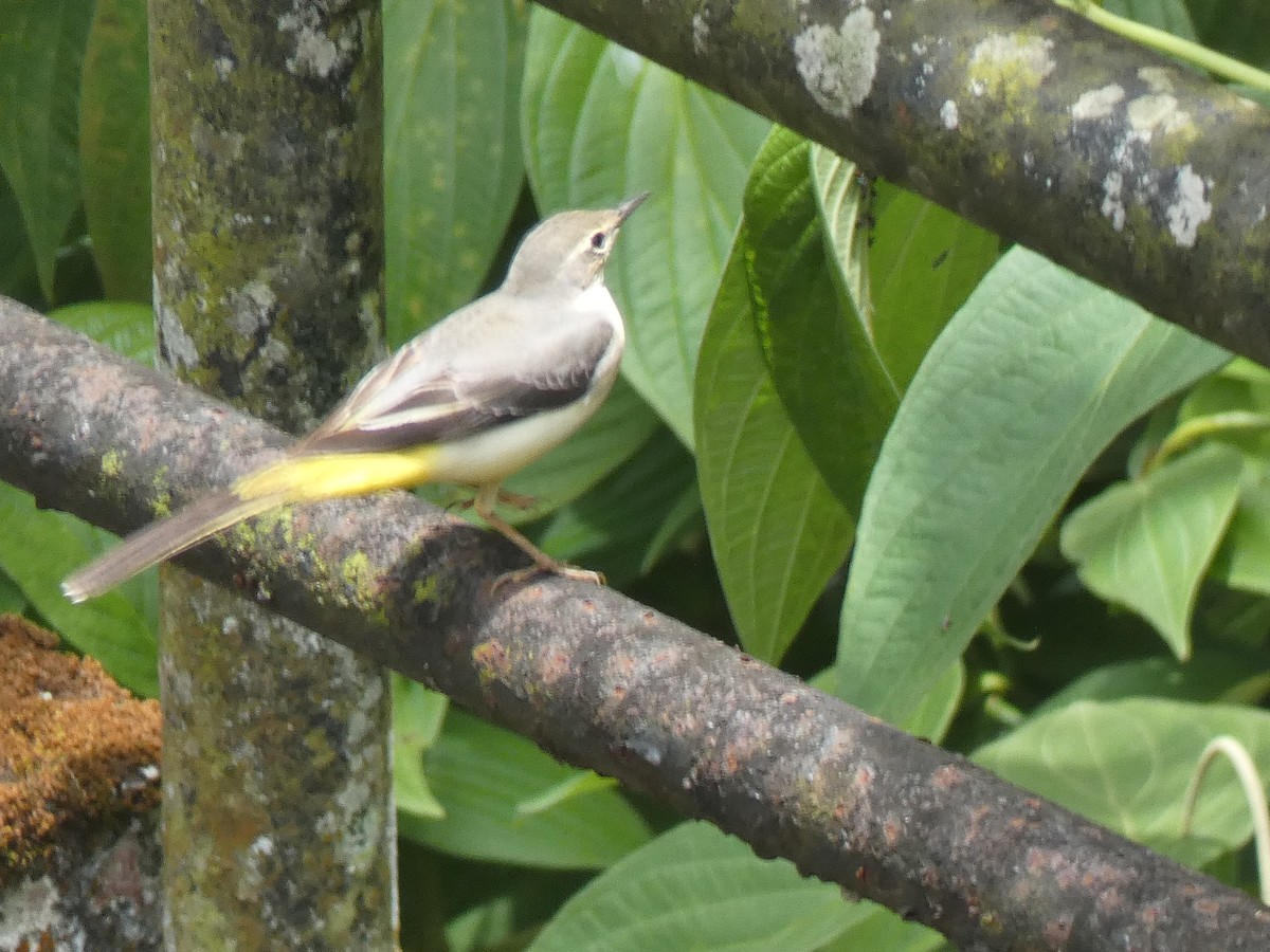 Gray Wagtail - ML642473534