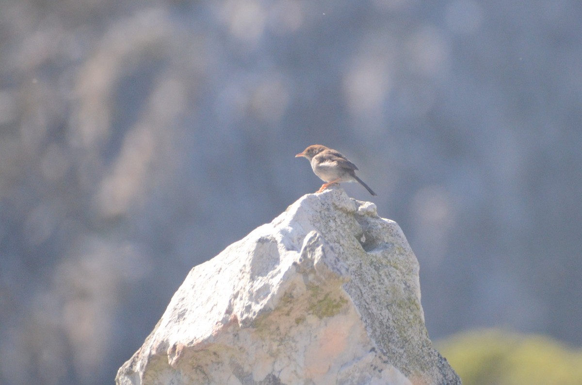 Piping Cisticola - ML642473535