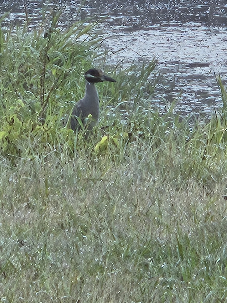 Yellow-crowned Night Heron - ML642473539