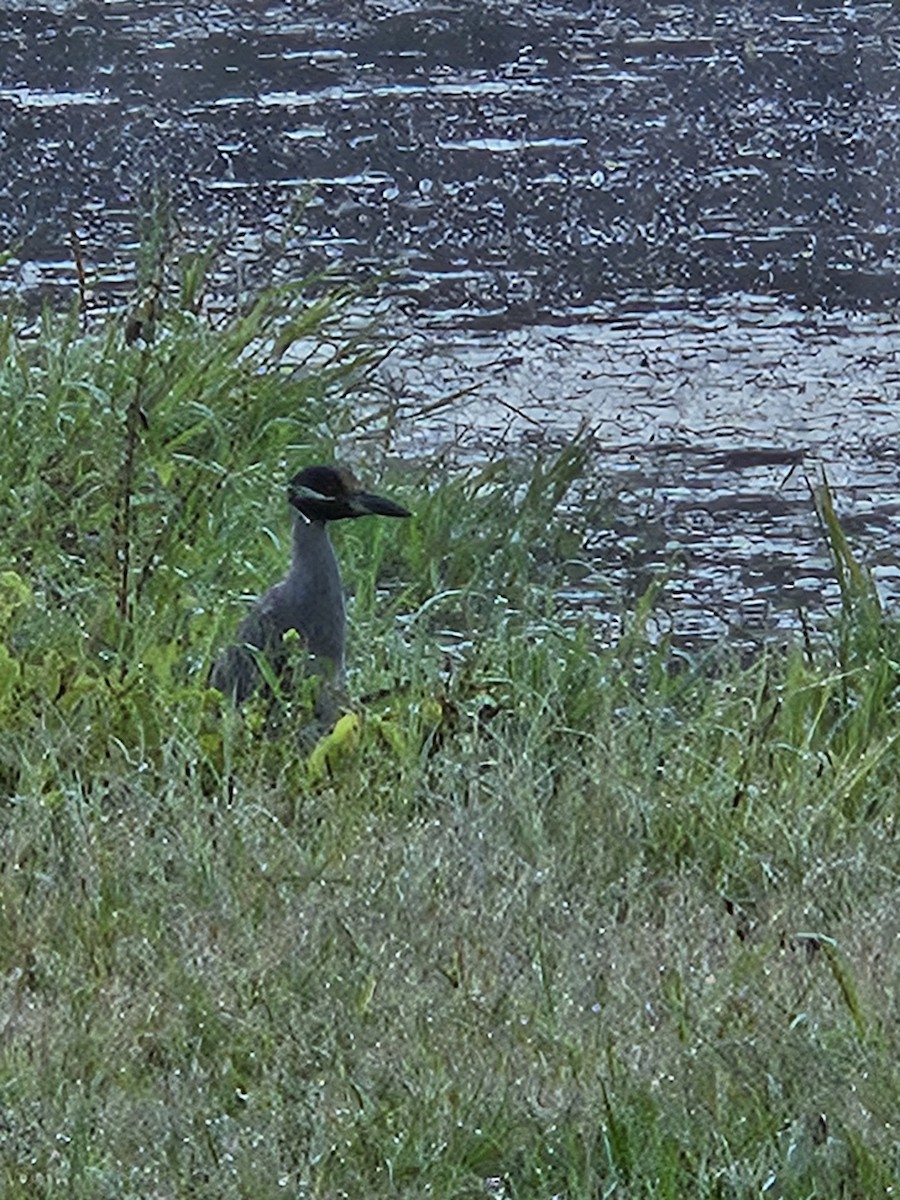 Yellow-crowned Night Heron - ML642473541