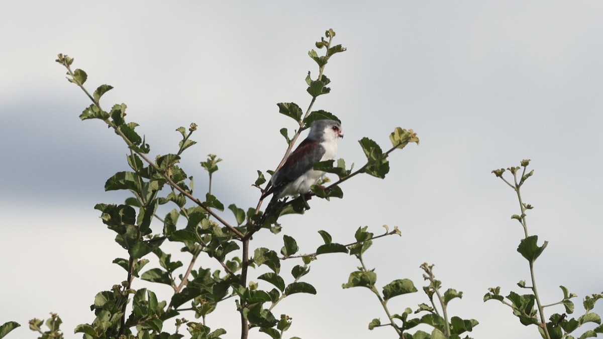 Pygmy Falcon - ML642473569