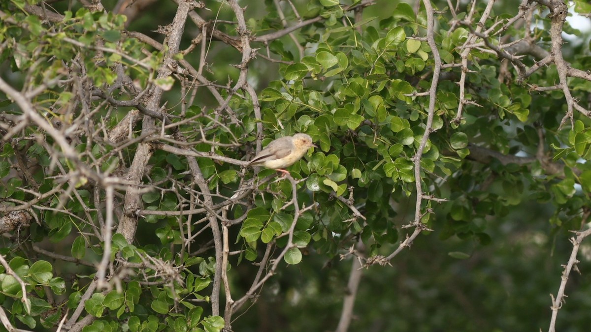 Red-faced Crombec - ML642473601