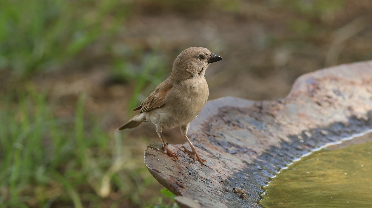 Swahili Sparrow - ML642473624