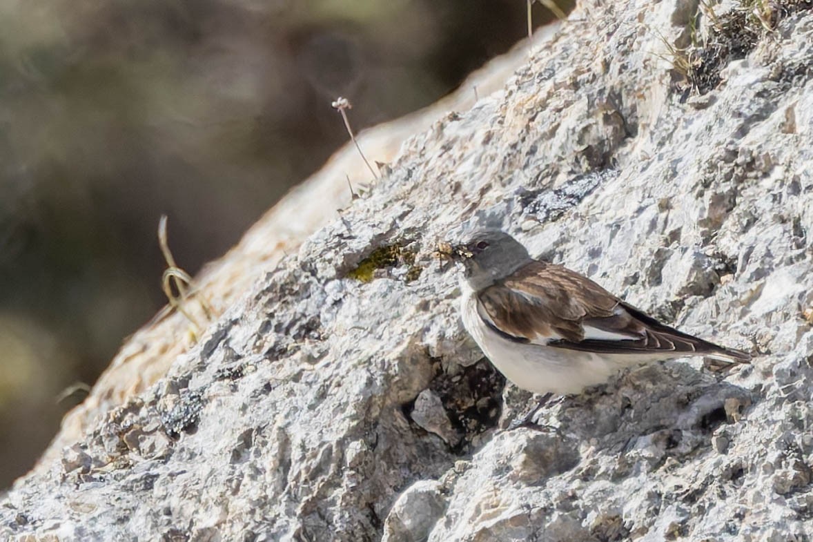 White-winged Snowfinch - ML642473629