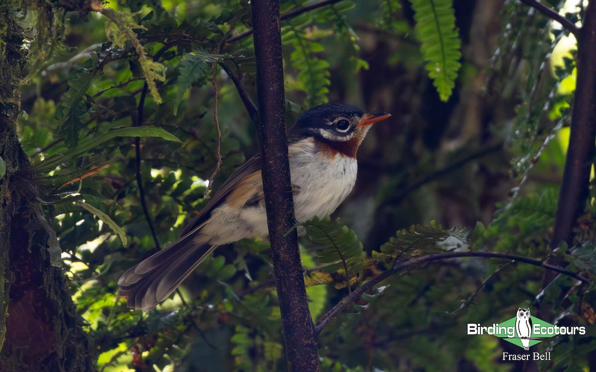 Azure-crested Flycatcher - ML642473683
