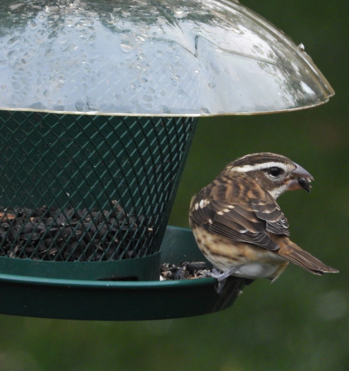 Rose-breasted Grosbeak - ML642473686