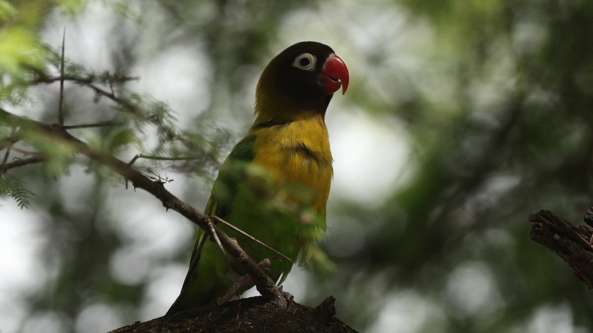 Yellow-collared Lovebird - ML642473687