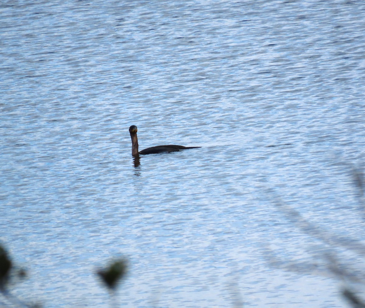 Double-crested Cormorant - ML642473689