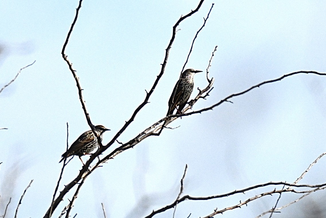 European Starling - ML642473690