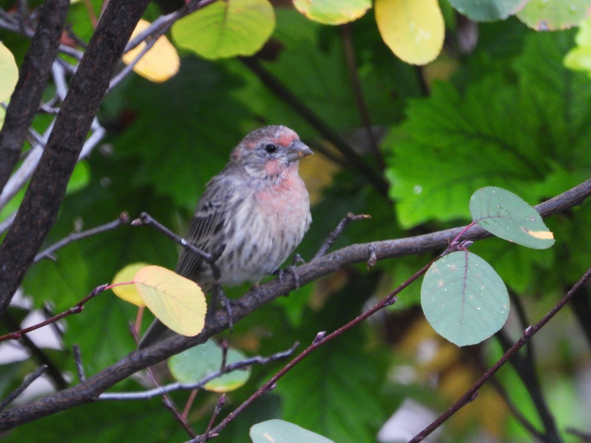 House Finch - ML642473691