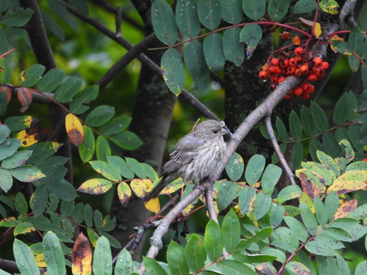 House Finch - ML642473692