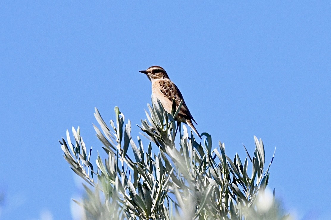 Whinchat - ML642473694