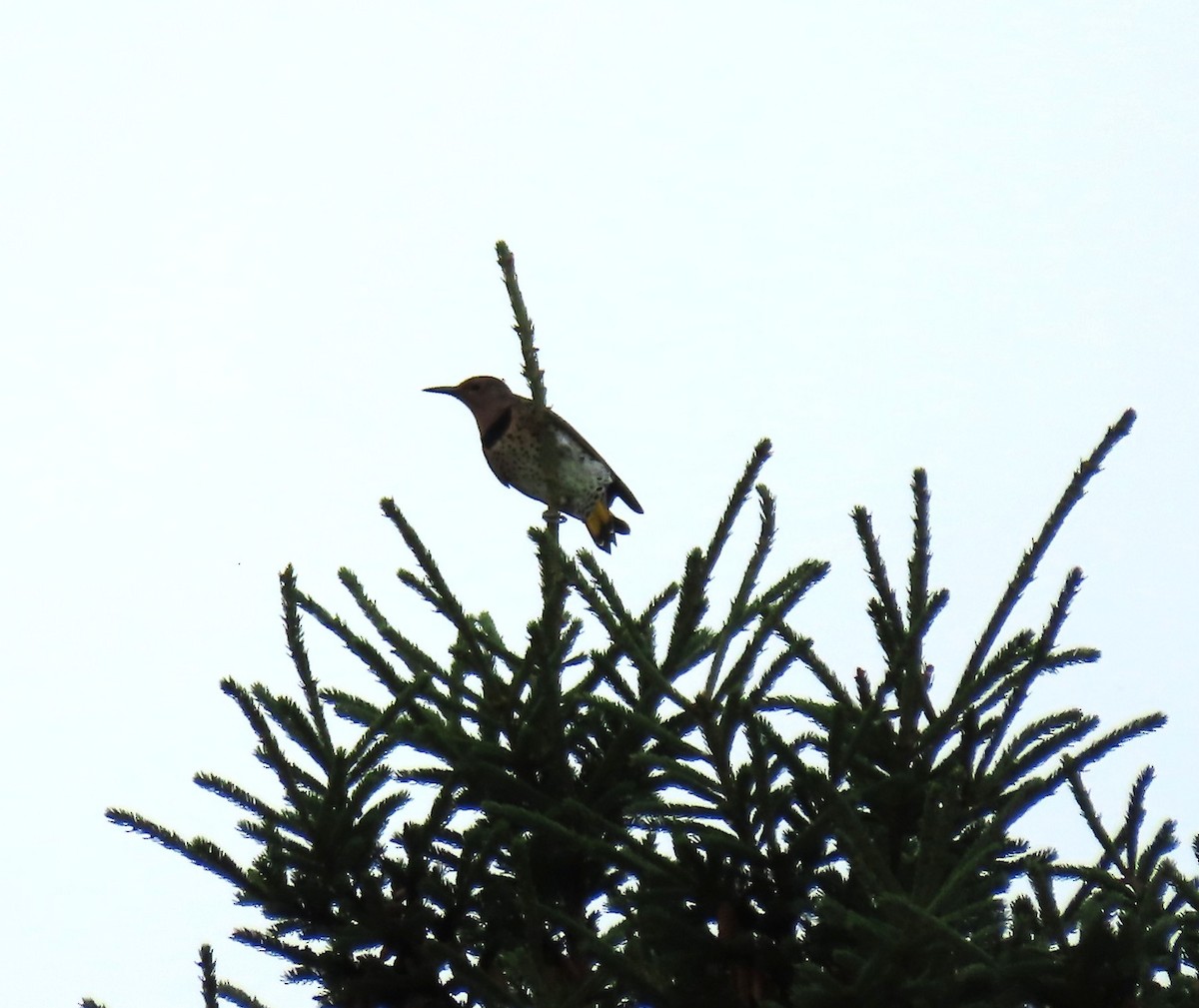 Northern Flicker - ML642473701
