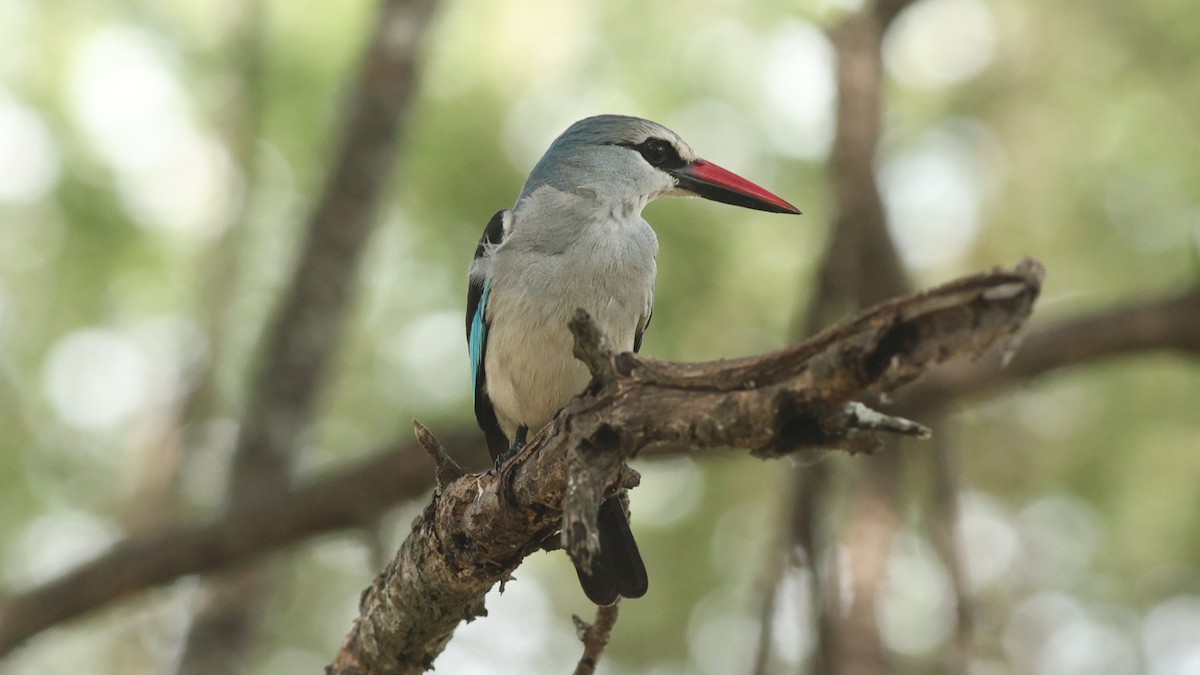 Woodland Kingfisher - ML642473703