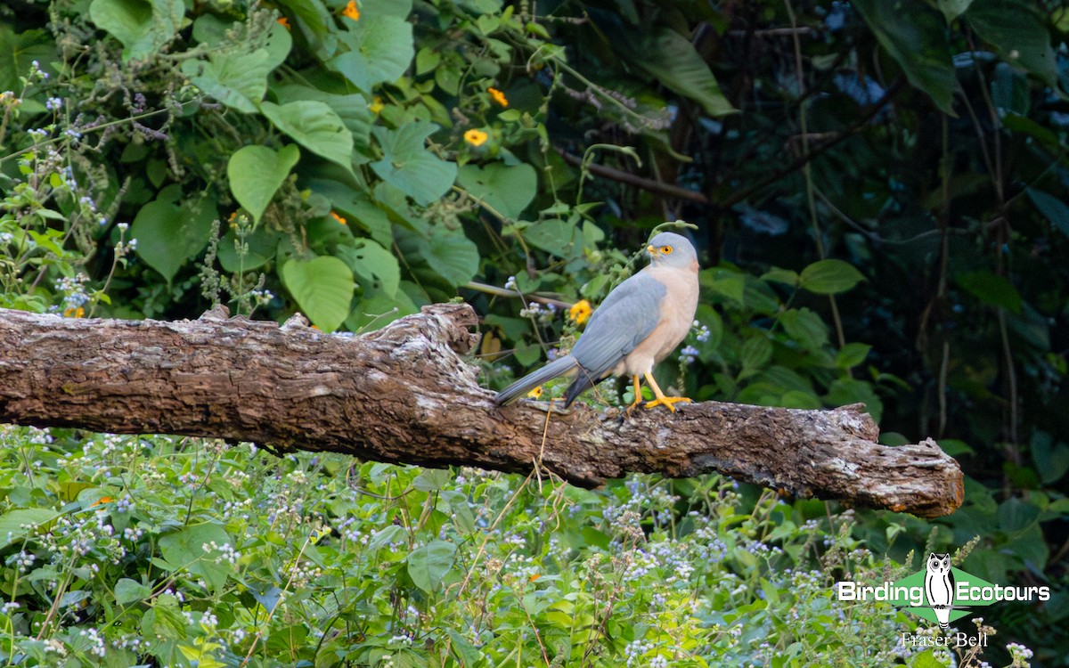 Fiji Goshawk - ML642473704