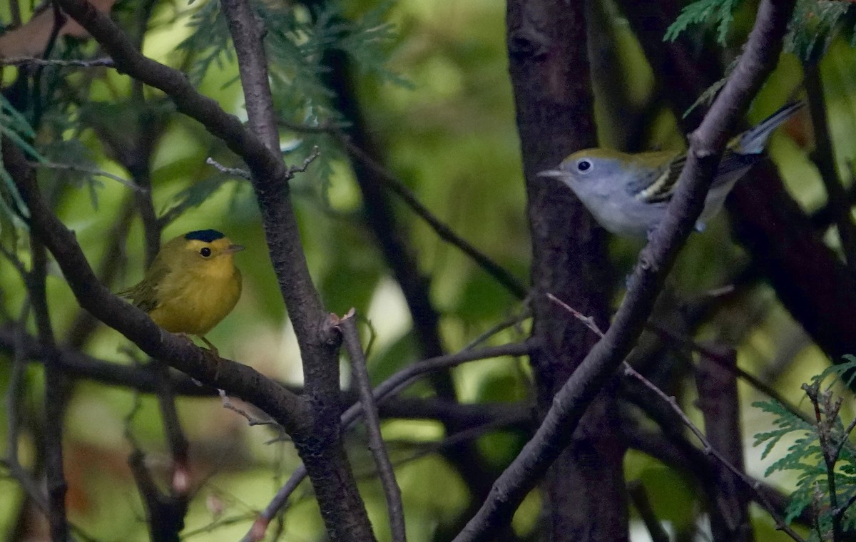 Wilson's Warbler - ML642473705