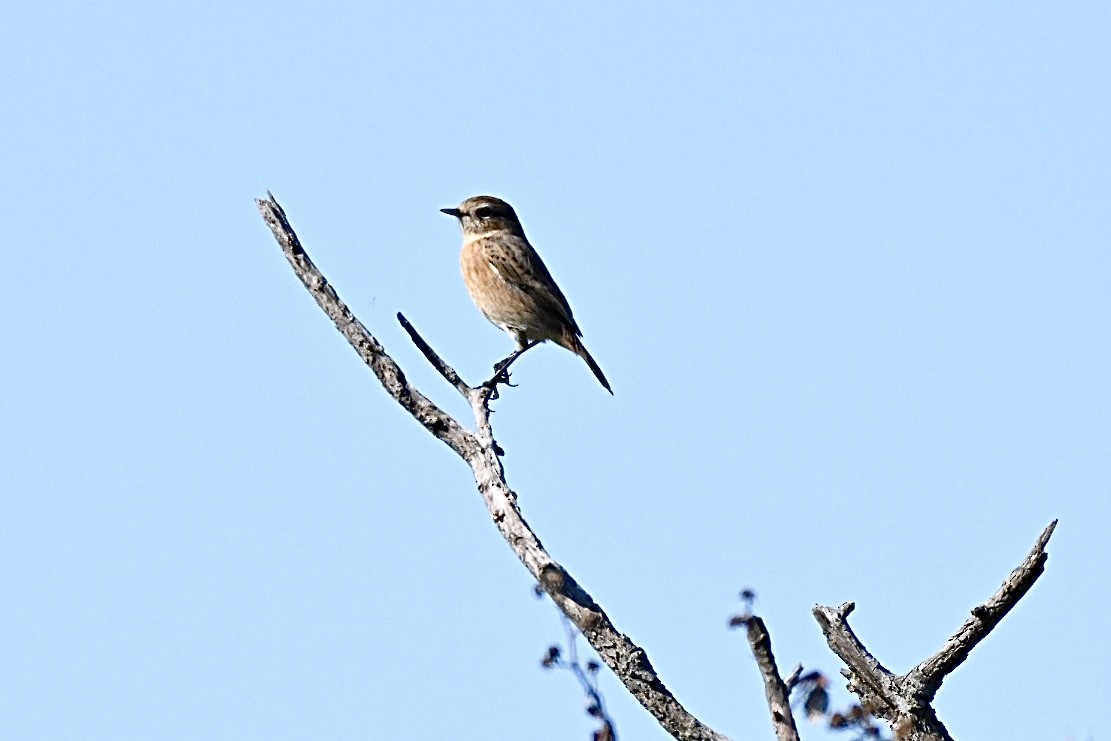 European Stonechat - ML642473706