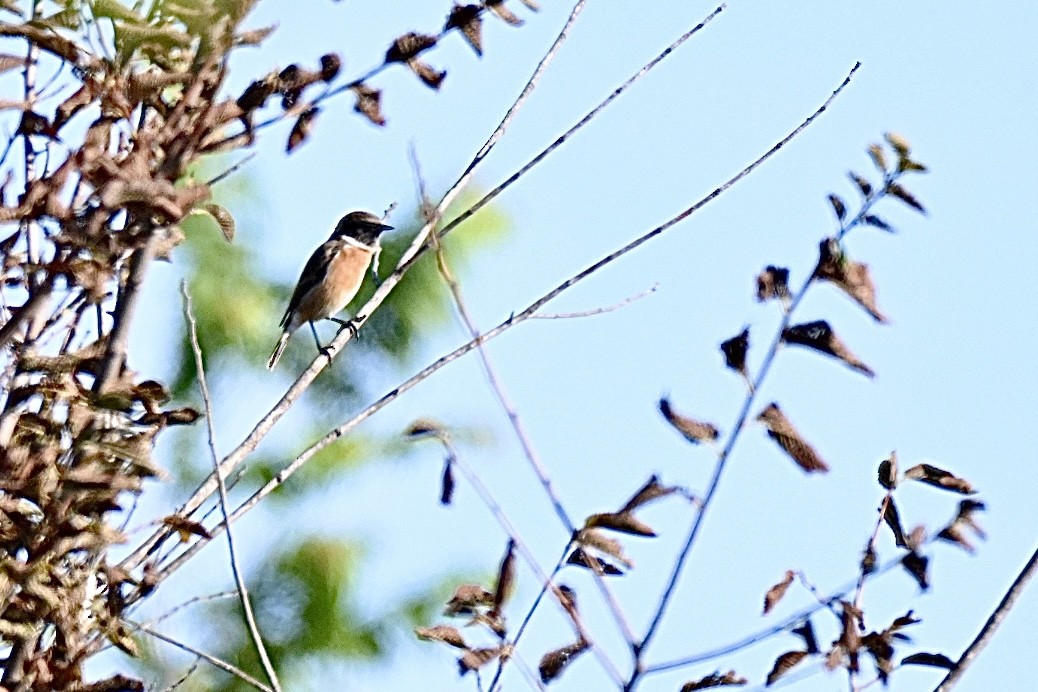 European Stonechat - ML642473707