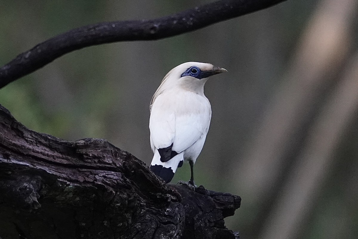 Bali Myna - ML642473708