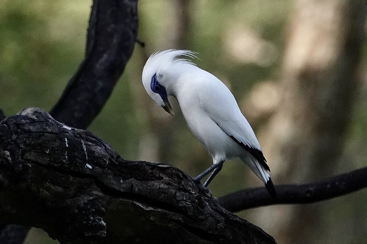 Bali Myna - ML642473709