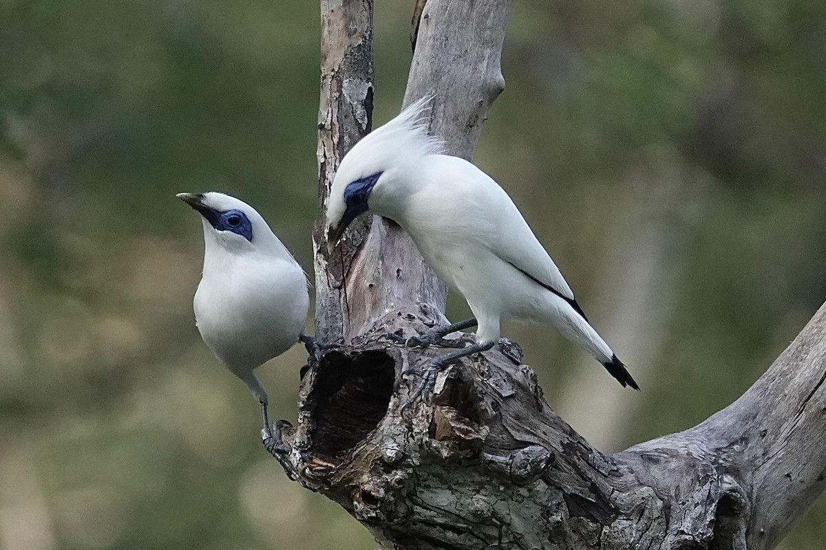 Bali Myna - ML642473710
