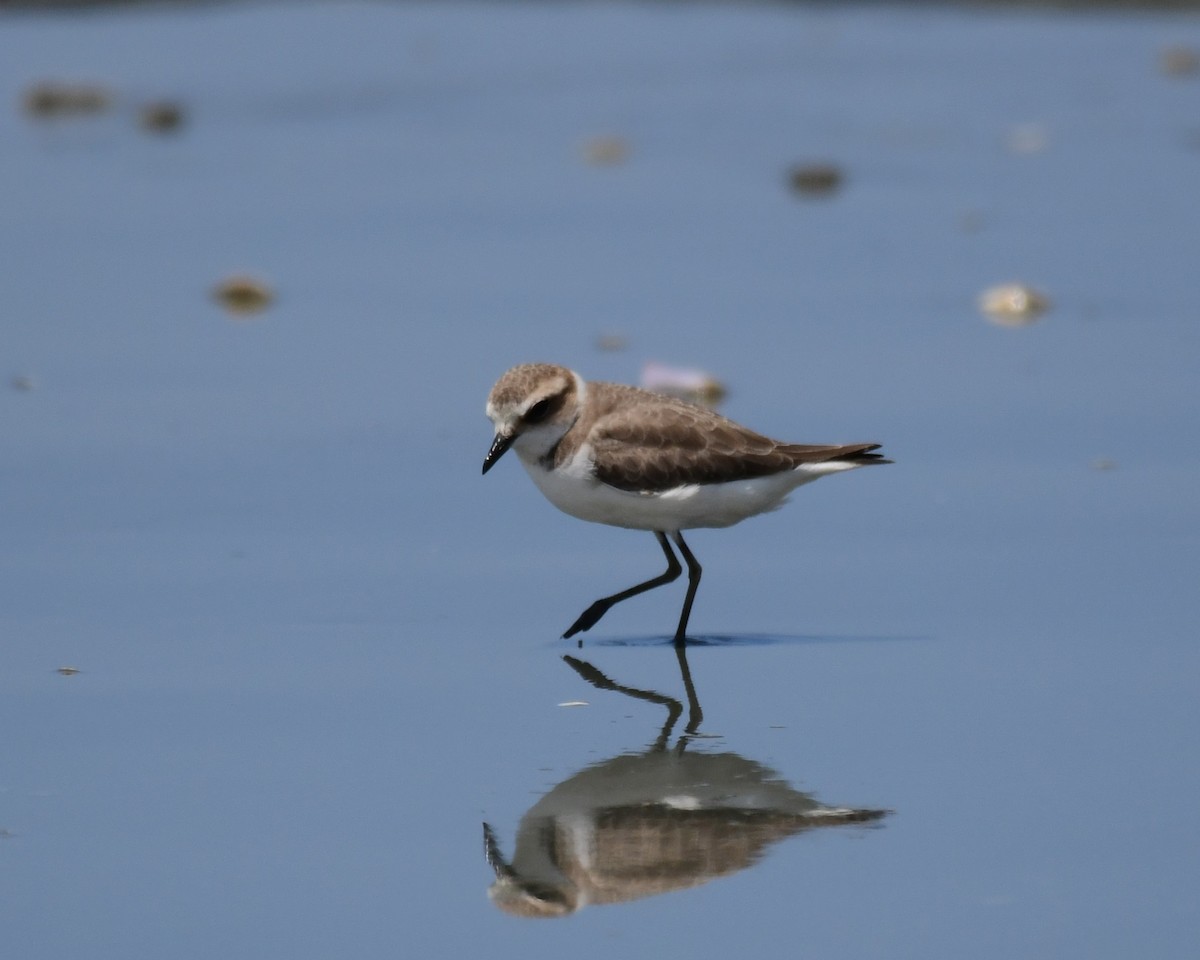 Kentish Plover - ML642473711